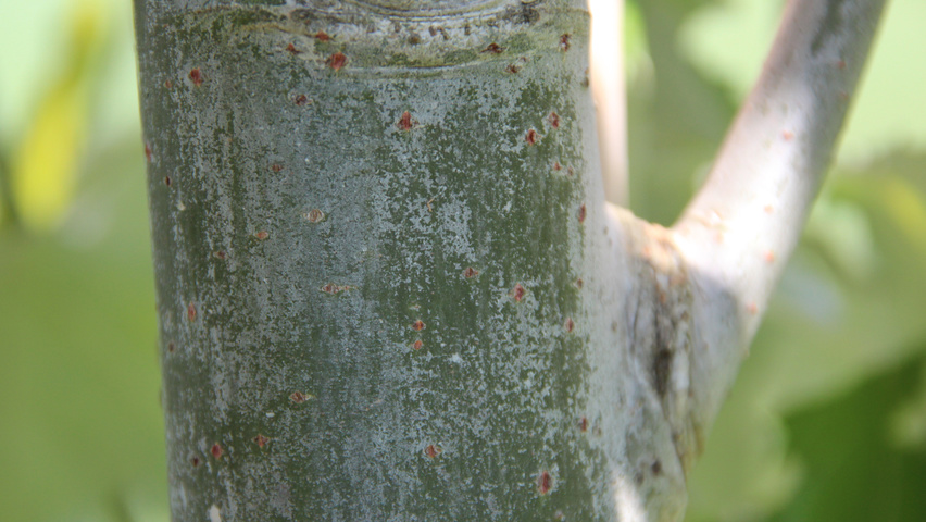 Populus alba 'Raket' bast