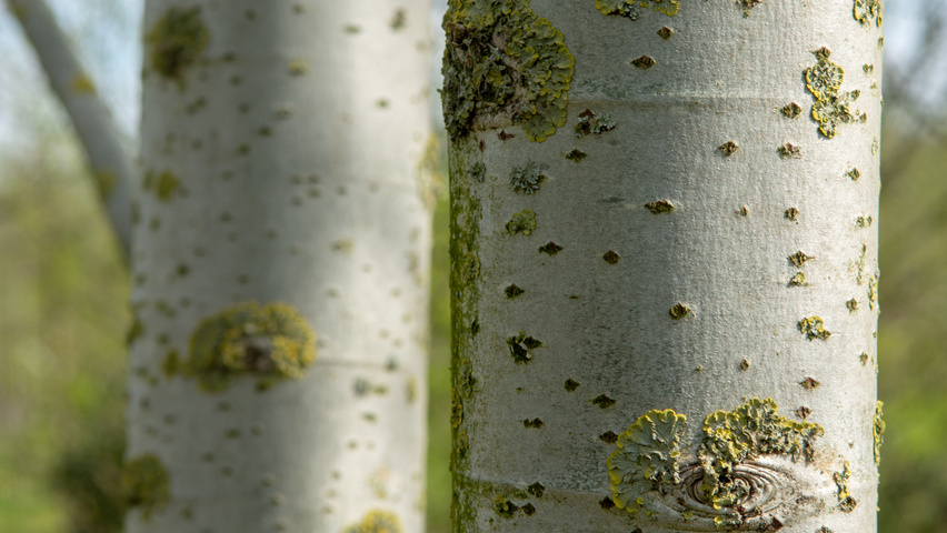 Populus alba 'Raket' bast