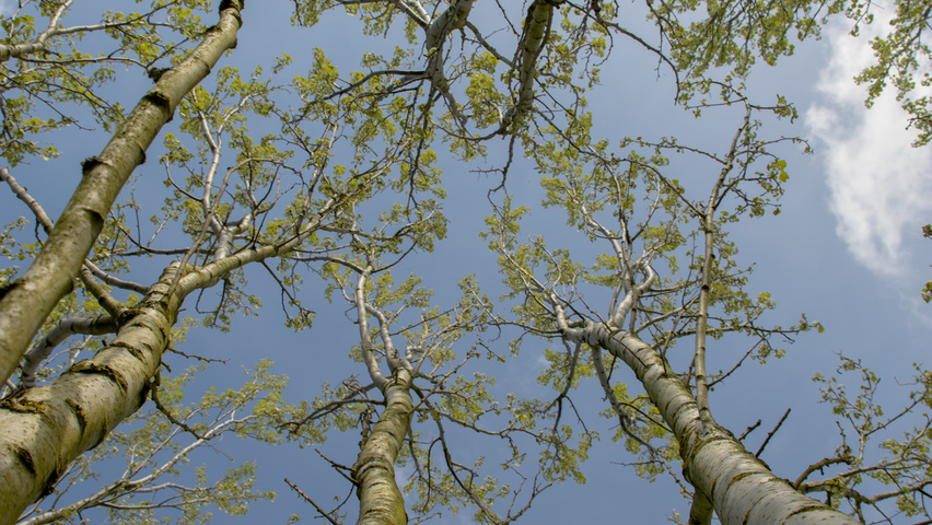 Populus alba 'Raket' bast