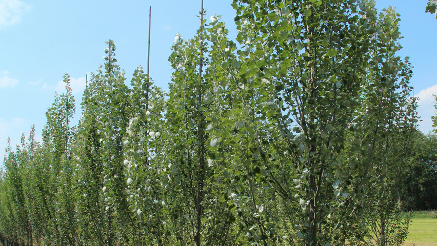 Populus alba 'Raket' beveerd