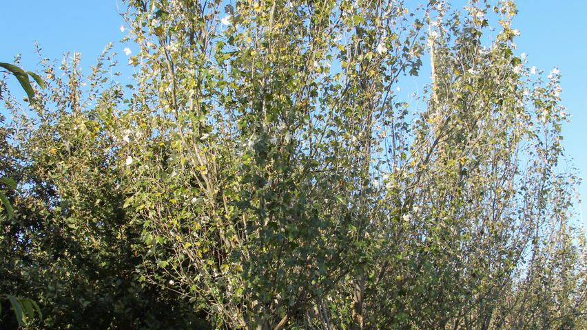 Populus alba 'Raket' hoogstam