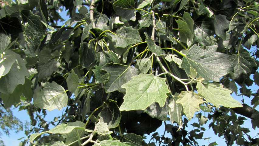 Populus alba 'Raket' blad