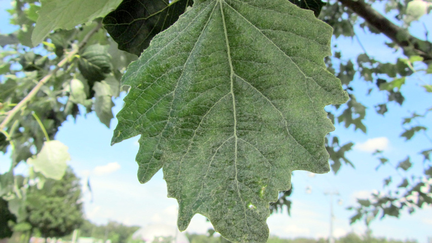 Populus alba 'Raket' blad
