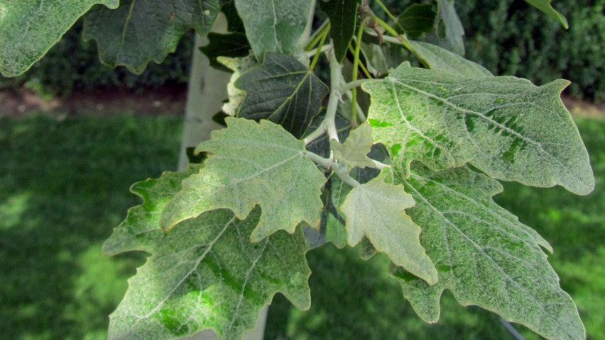Populus alba 'Raket' blad