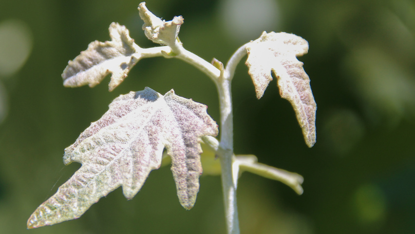 Populus alba 'Raket' blad