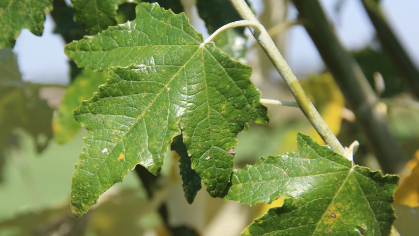 Populus alba 'Raket' blad