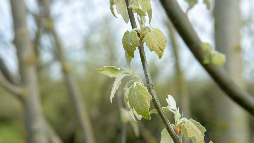 Populus alba 'Raket' blad