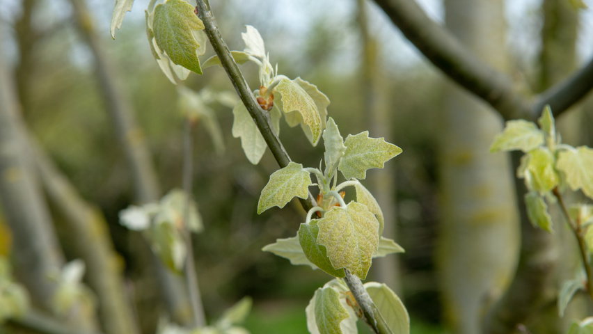 Populus alba 'Raket' blad