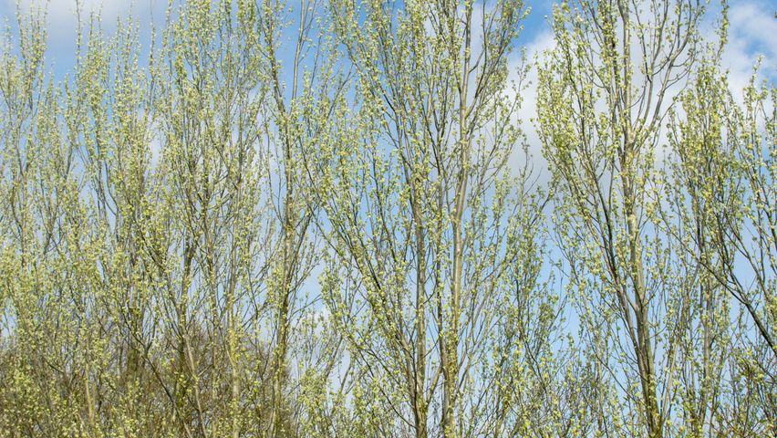 Populus alba 'Raket' meerstammig