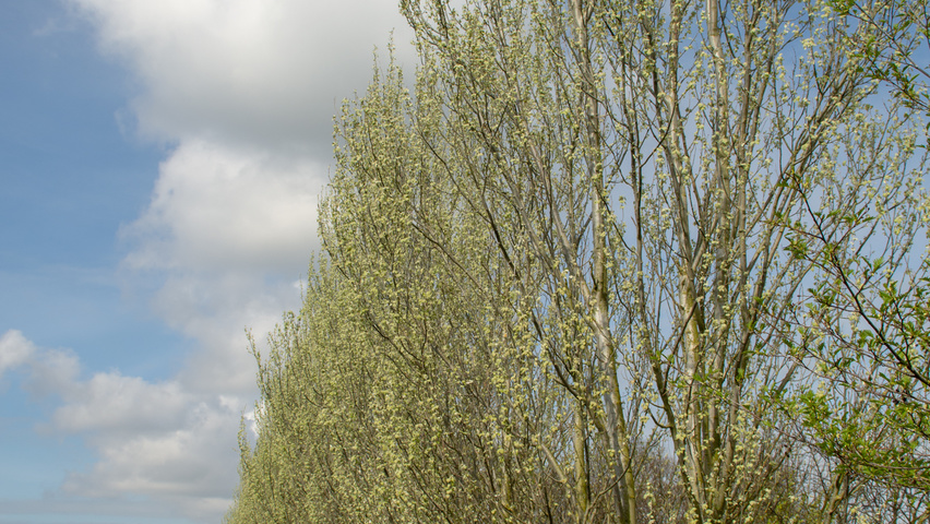 Populus alba 'Raket' meerstammig