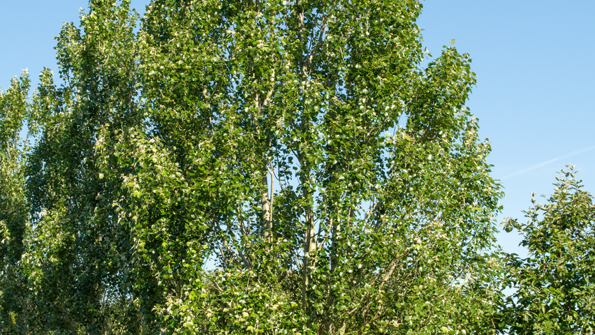 Populus alba 'Raket' meerstammig