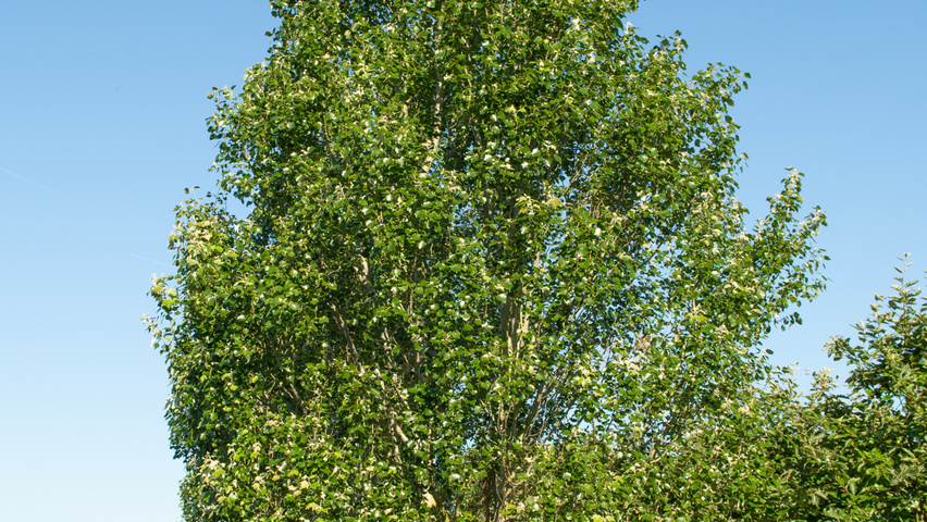 Populus alba 'Raket' meerstammig