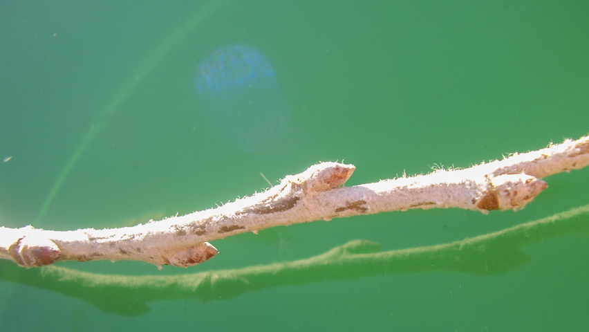 Populus alba rameaux