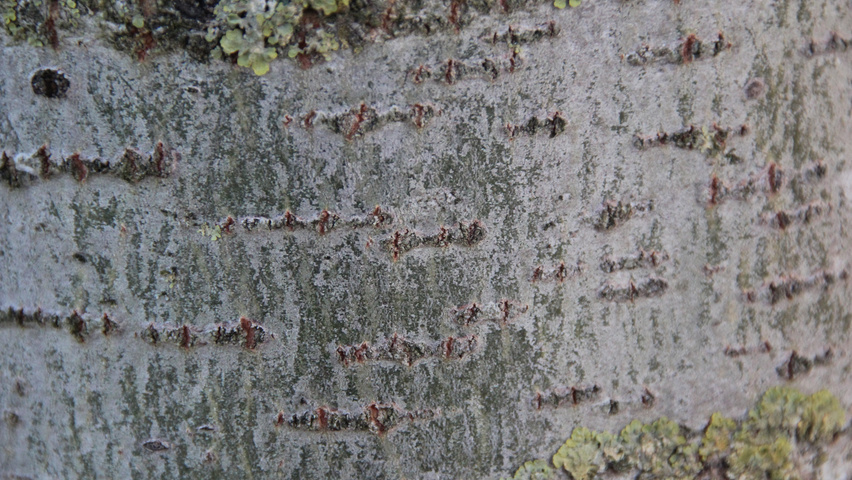 Populus 'Astria' bark