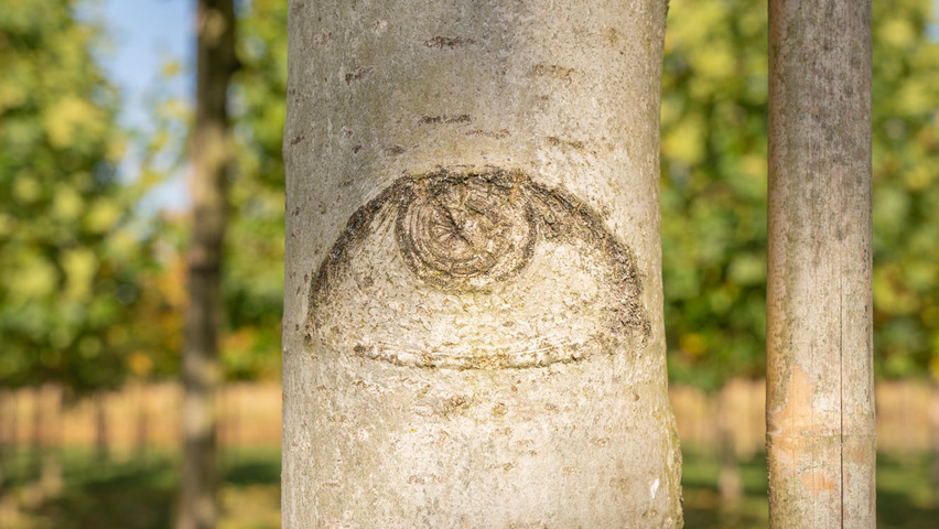 Populus 'Astria' bark