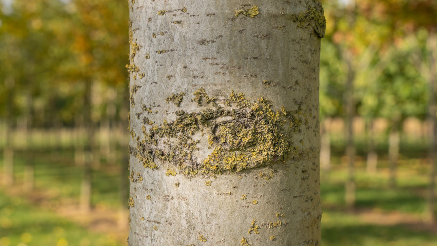 Populus 'Astria' bark