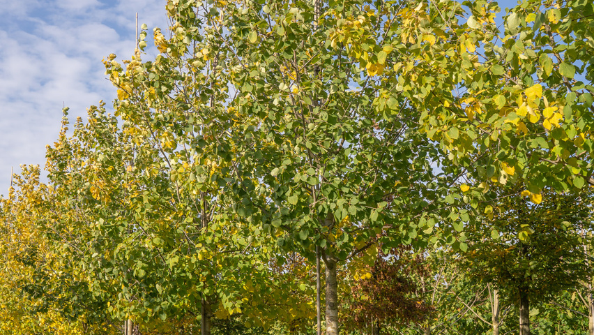 Populus 'Astria' standard tree