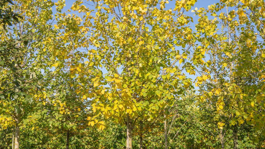 Populus 'Astria' standard tree