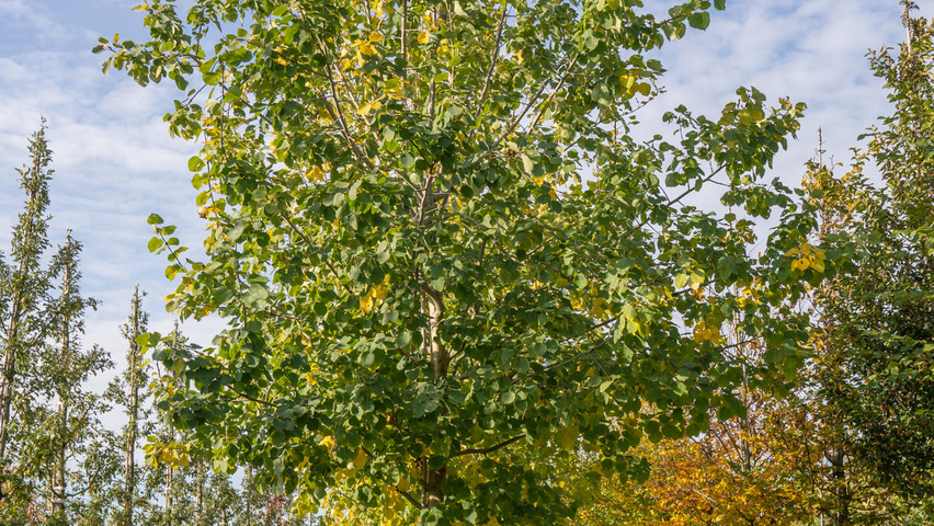 Populus 'Astria' standard tree