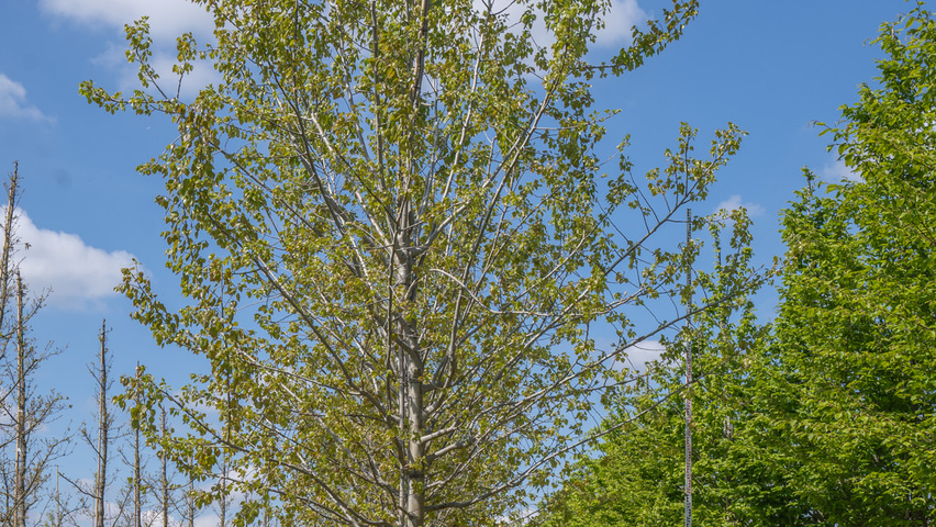 Populus 'Astria' standard tree
