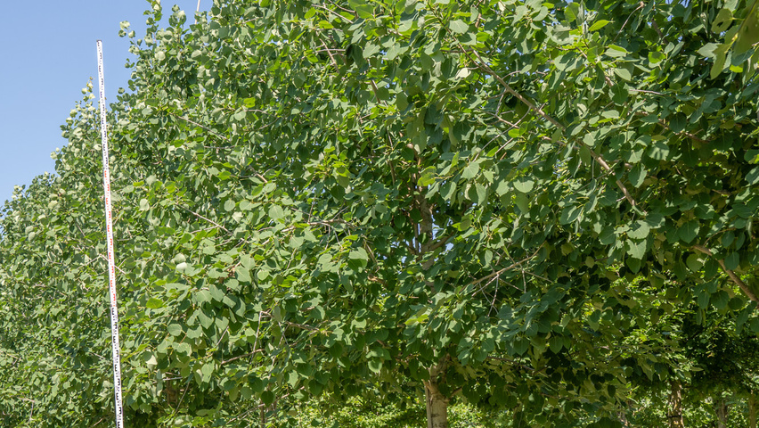 Populus 'Astria' standard tree