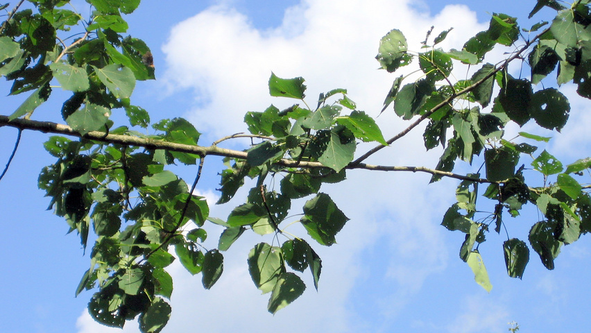 Populus 'Astria' leaves