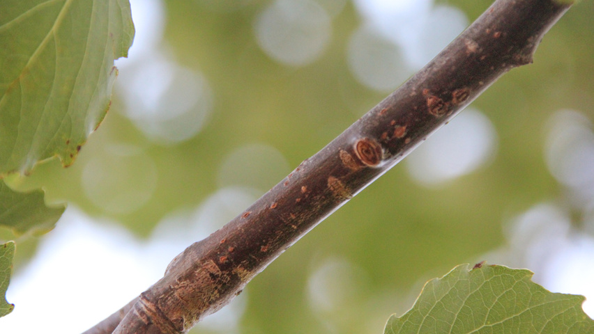 Populus 'Astria' twigs