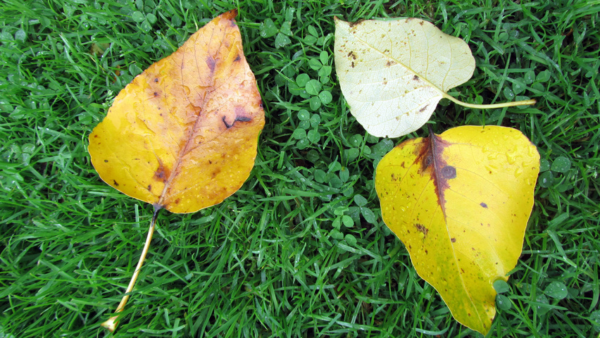 Populus balsamifera feuilles automnale