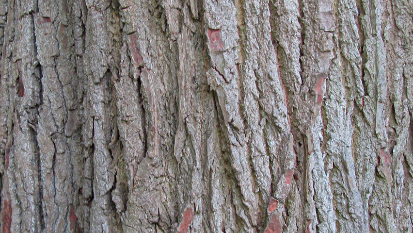 Populus balsamifera tronc