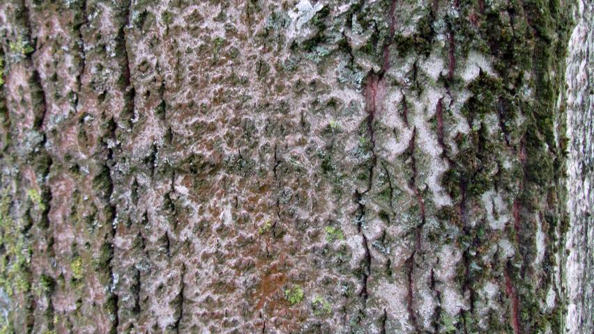 Populus balsamifera tronc