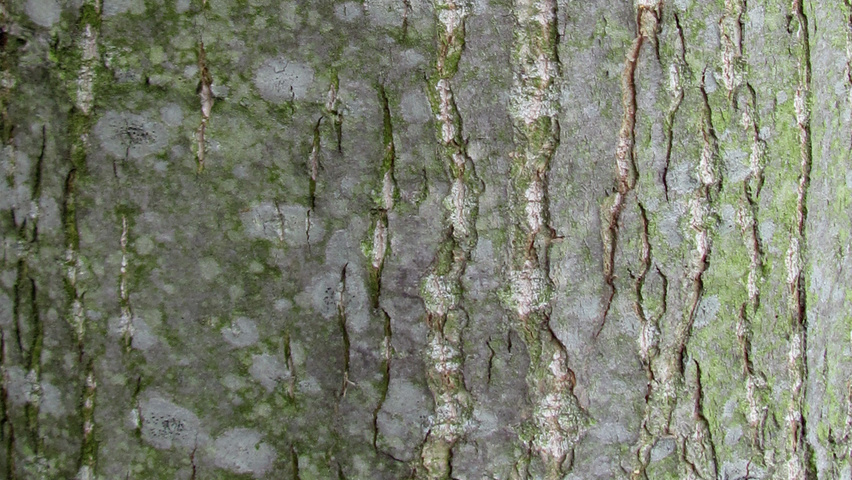 Populus balsamifera tronc