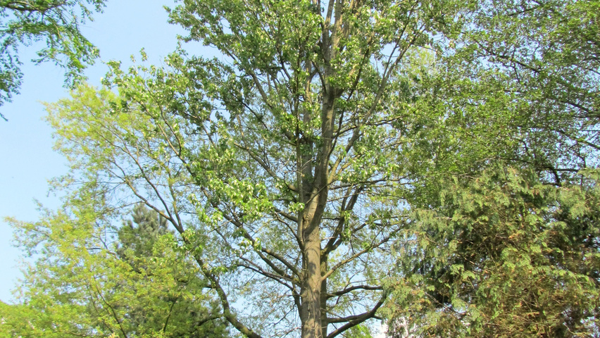 Populus balsamifera haute tige