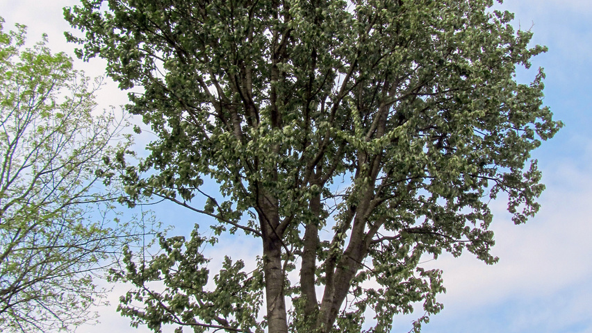 Populus balsamifera haute tige