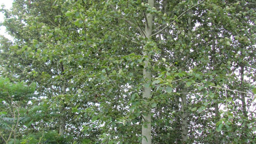 Populus balsamifera haute tige