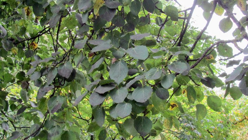 Populus balsamifera Feuilles