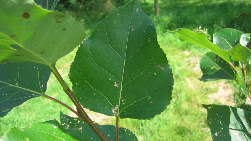 Populus balsamifera Feuilles