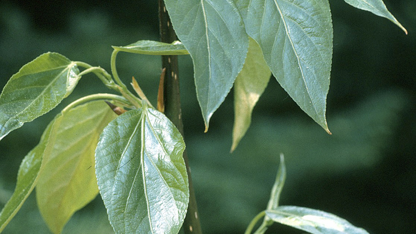Populus balsamifera Feuilles