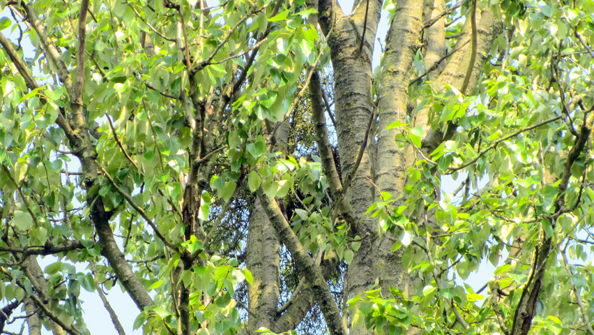 Populus balsamifera Feuilles
