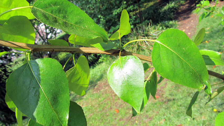 Populus balsamifera Feuilles