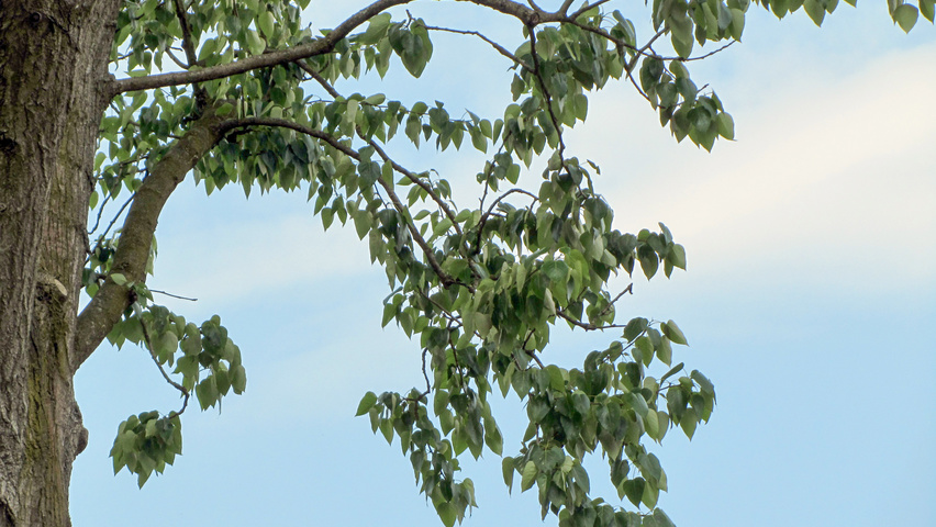 Populus balsamifera Feuilles