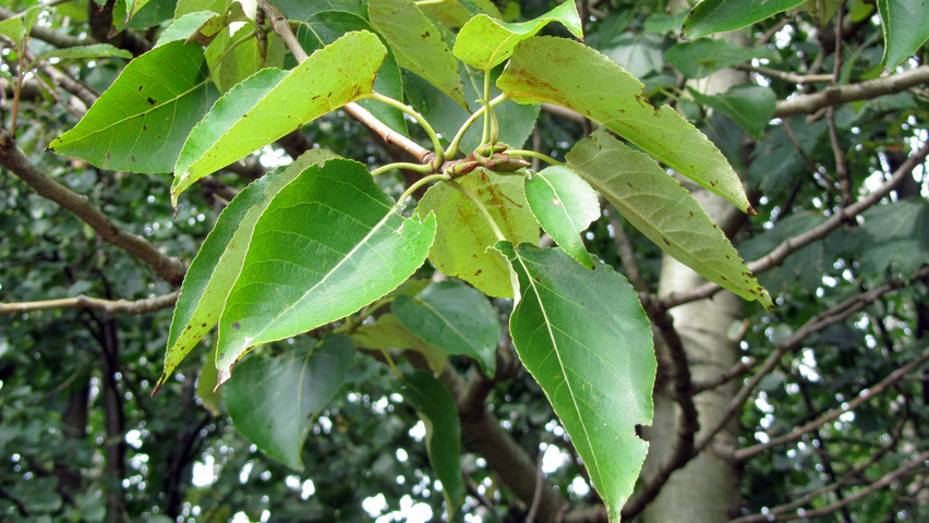 Populus balsamifera Feuilles