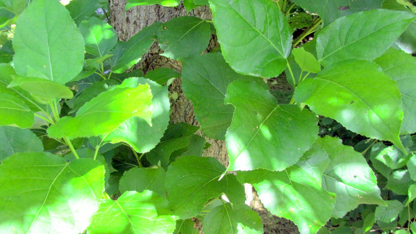 Populus balsamifera Feuilles