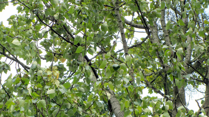 Populus balsamifera Feuilles