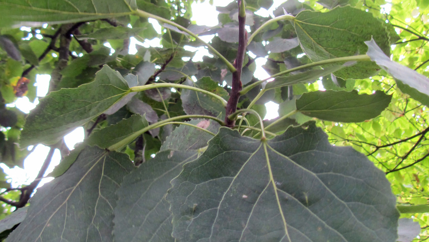 Populus balsamifera Feuilles