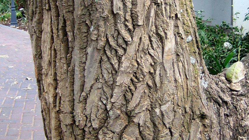 Populus lasiocarpa kora
