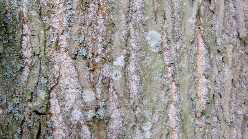 Populus lasiocarpa kora