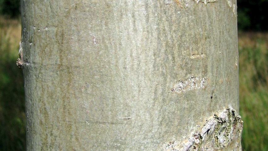 Populus lasiocarpa kora