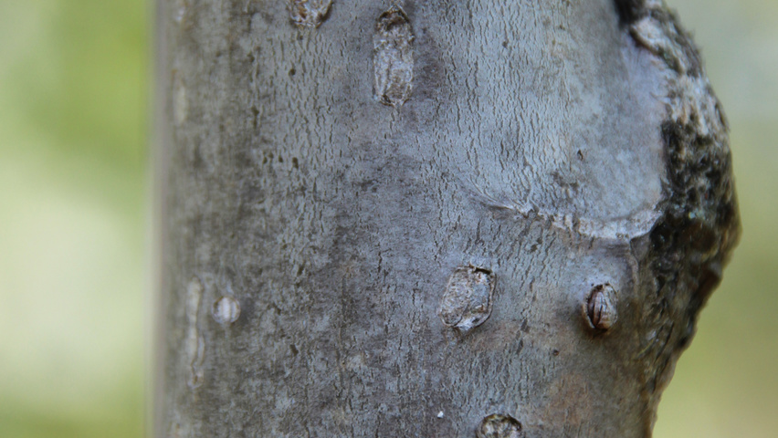 Populus lasiocarpa kora