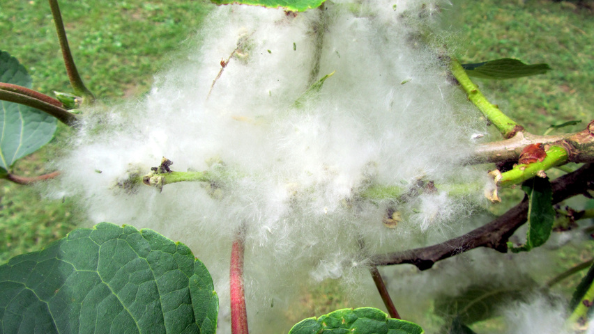 Populus lasiocarpa kwiaty