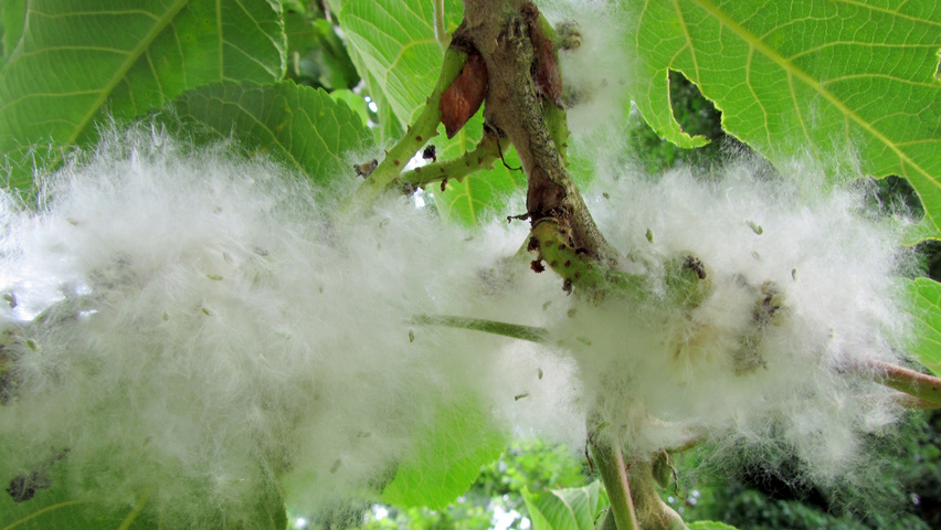 Populus lasiocarpa kwiaty